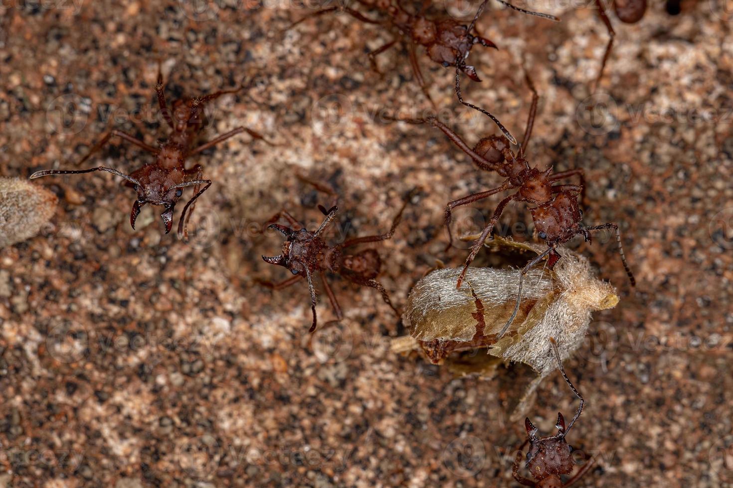 Adult Acromyrmex Leaf-cutter Ant photo