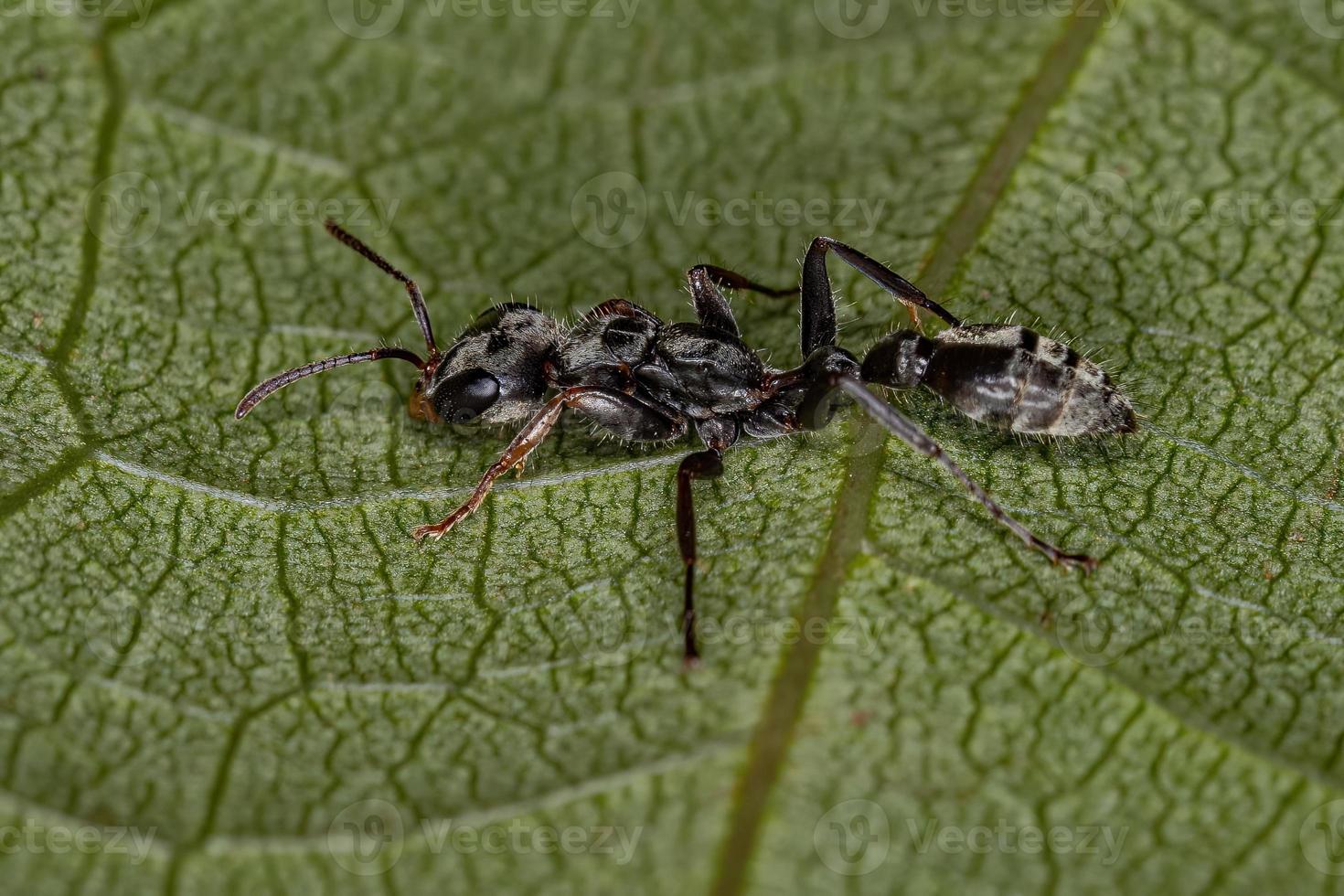 Adult Red Twig Ant photo