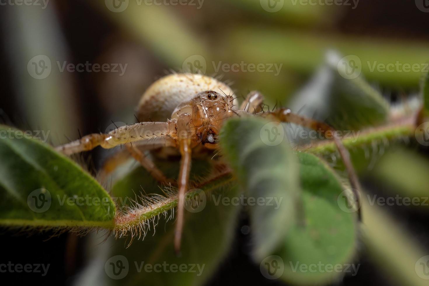 araña neoscona hierba foto