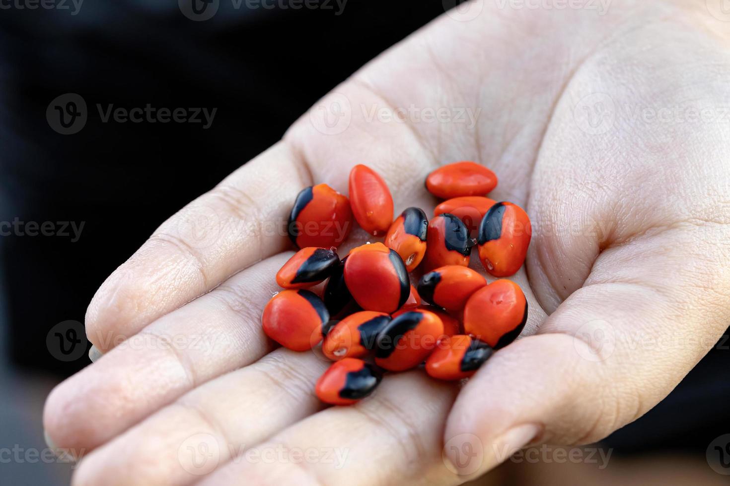 Ormosia red seeds photo