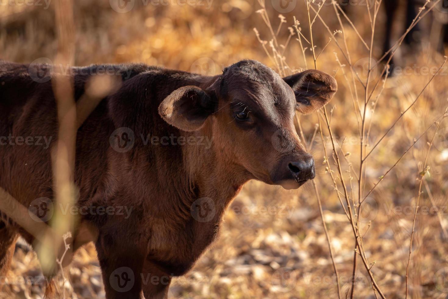 vaca en una granja foto