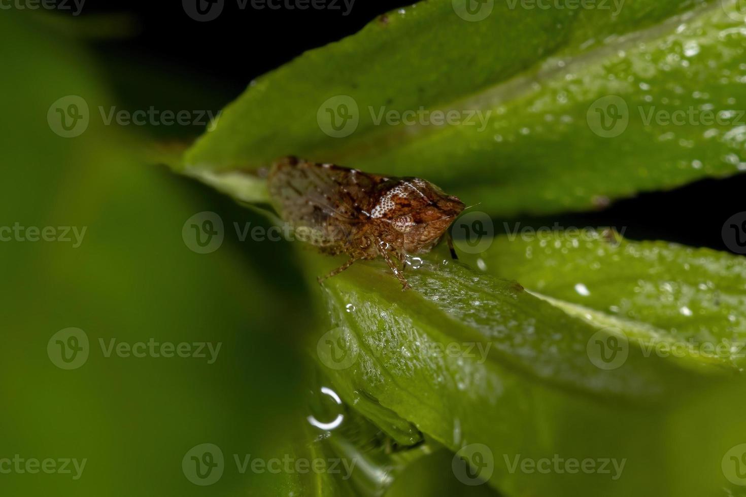 saltahojas adulto de cabeza plana foto