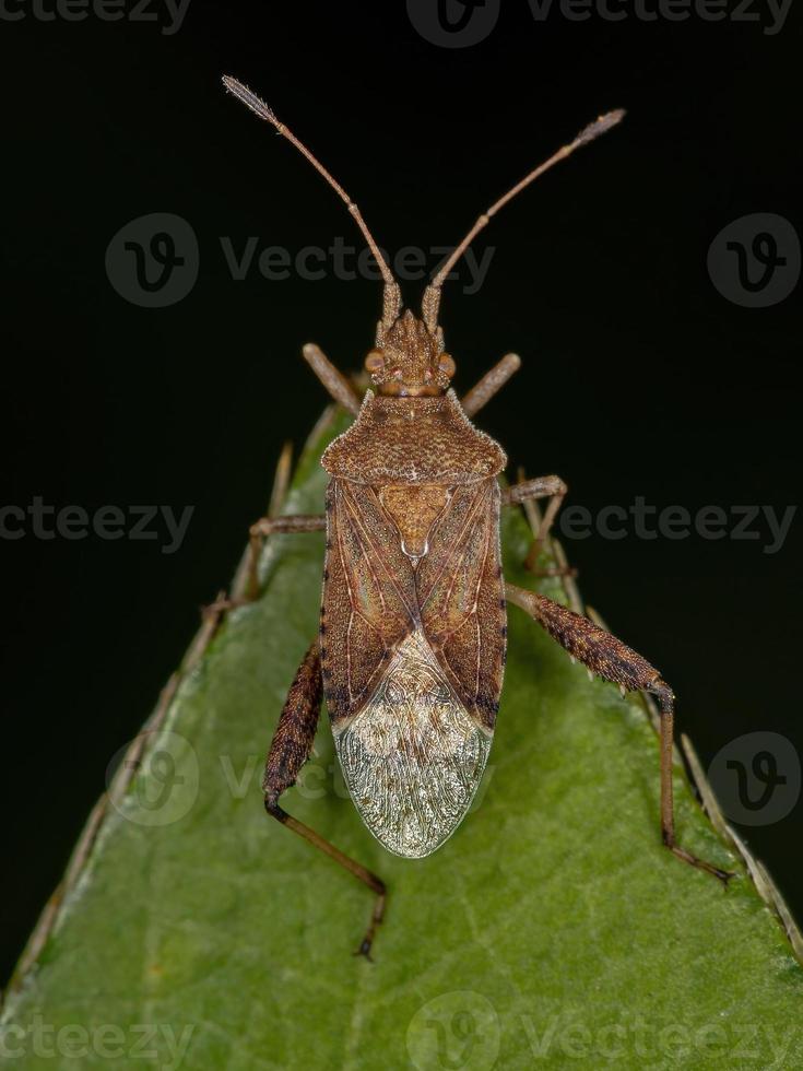 Adult Scentless Plant Bug photo