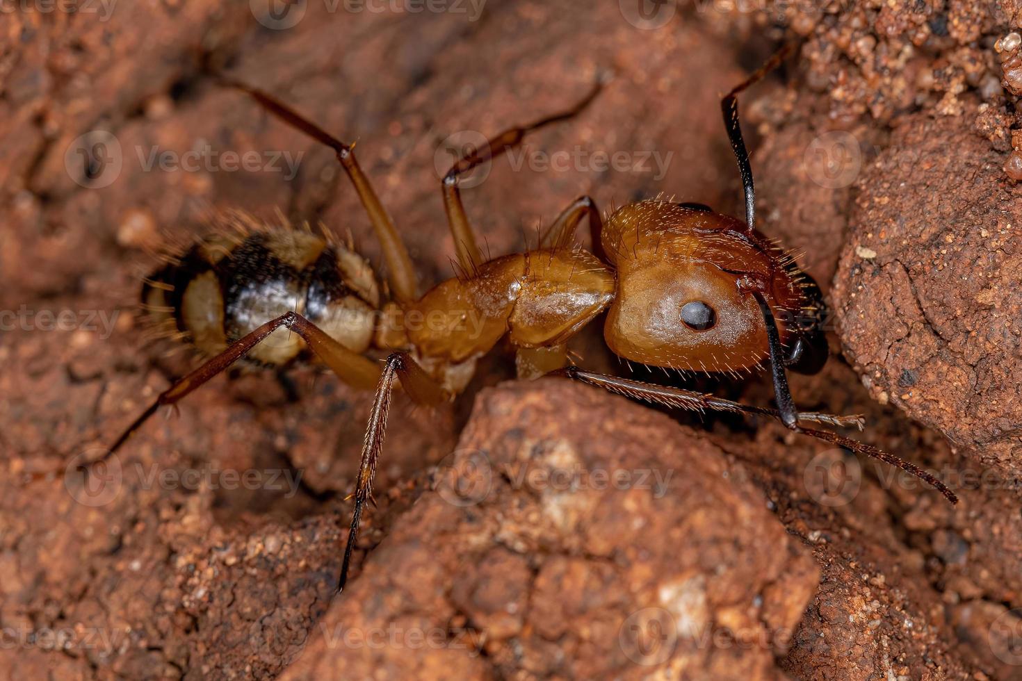 hormiga carpintera hembra adulta foto