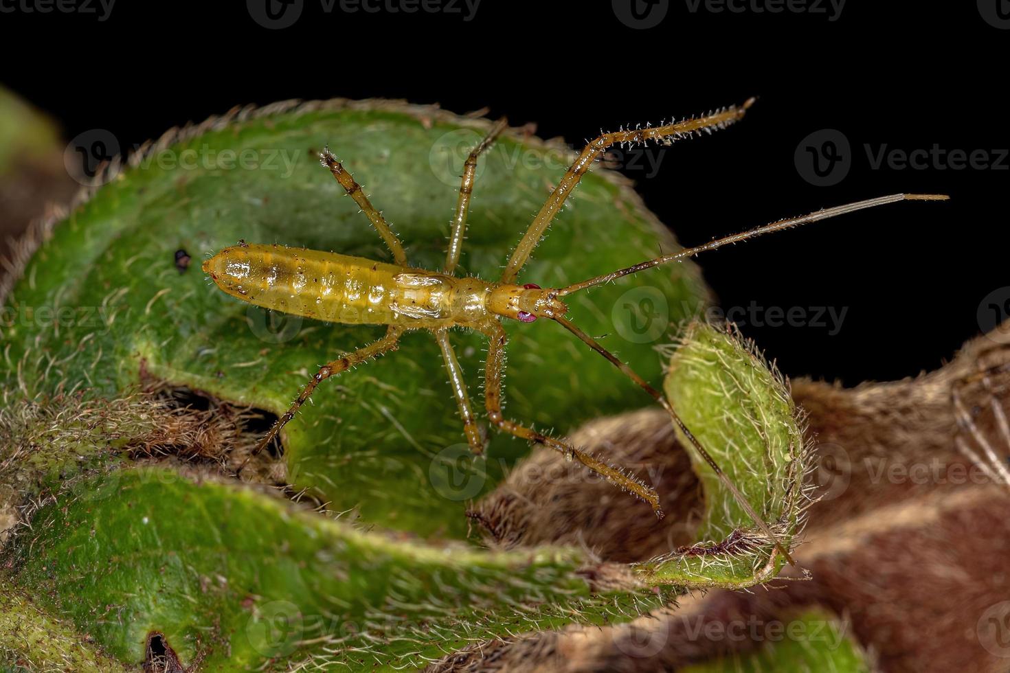 ninfa del insecto asesino foto