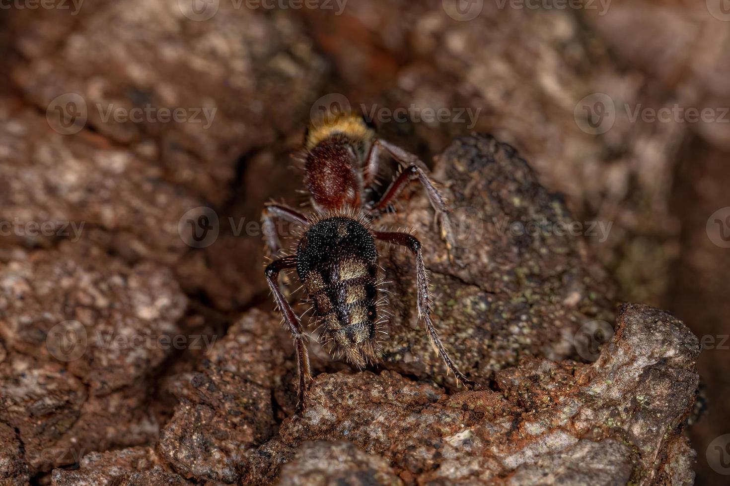 hormiga de terciopelo adulta foto