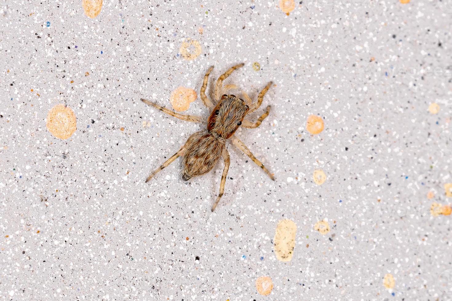 araña saltadora de pared gris foto