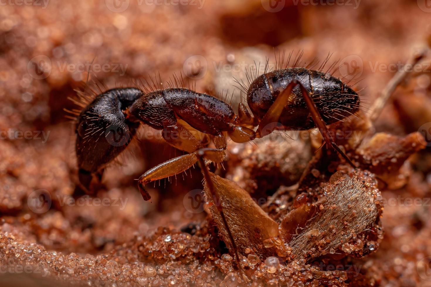 Adult Female Carpenter Ant photo