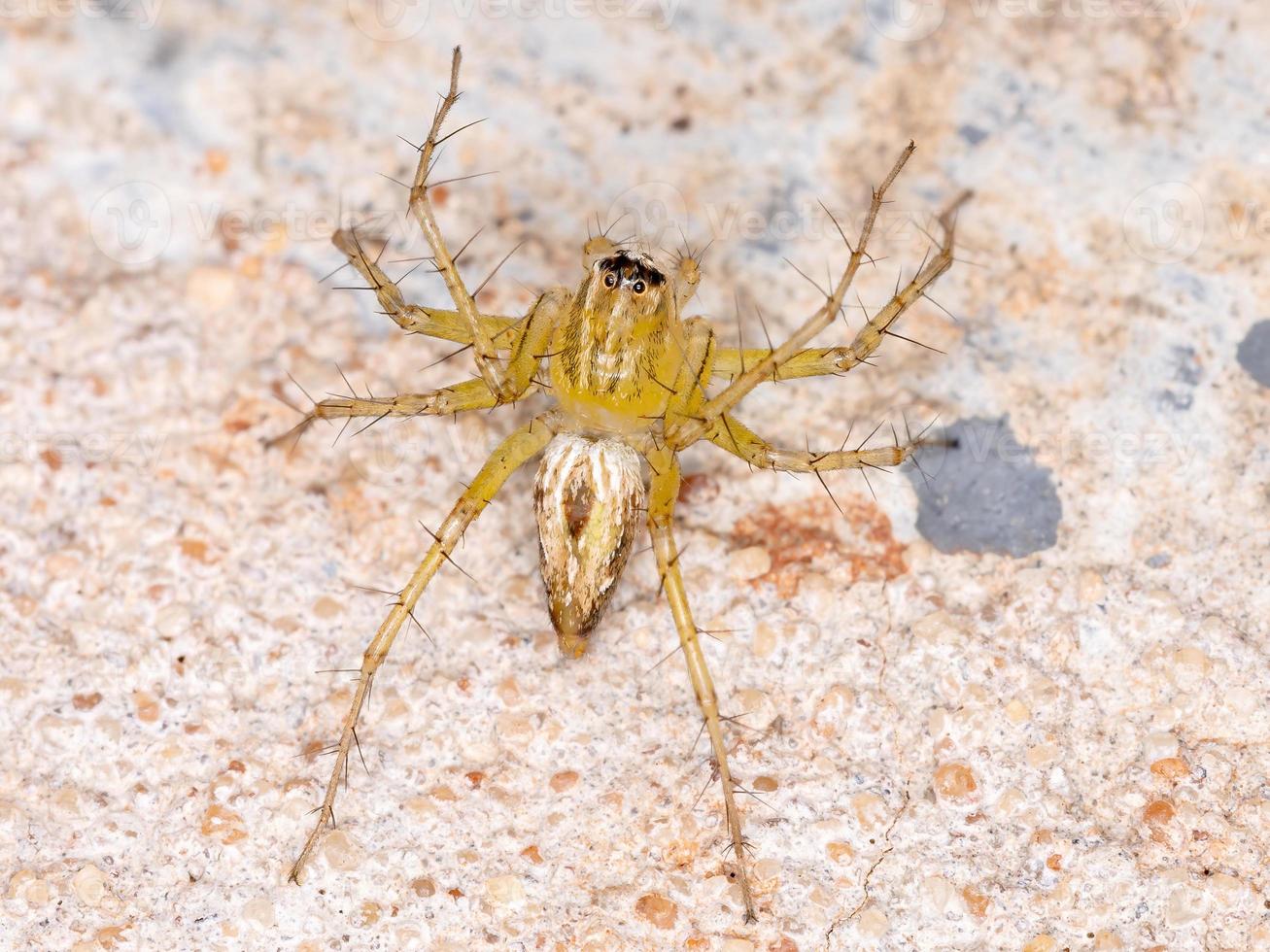 Yellow Lynx Spider photo