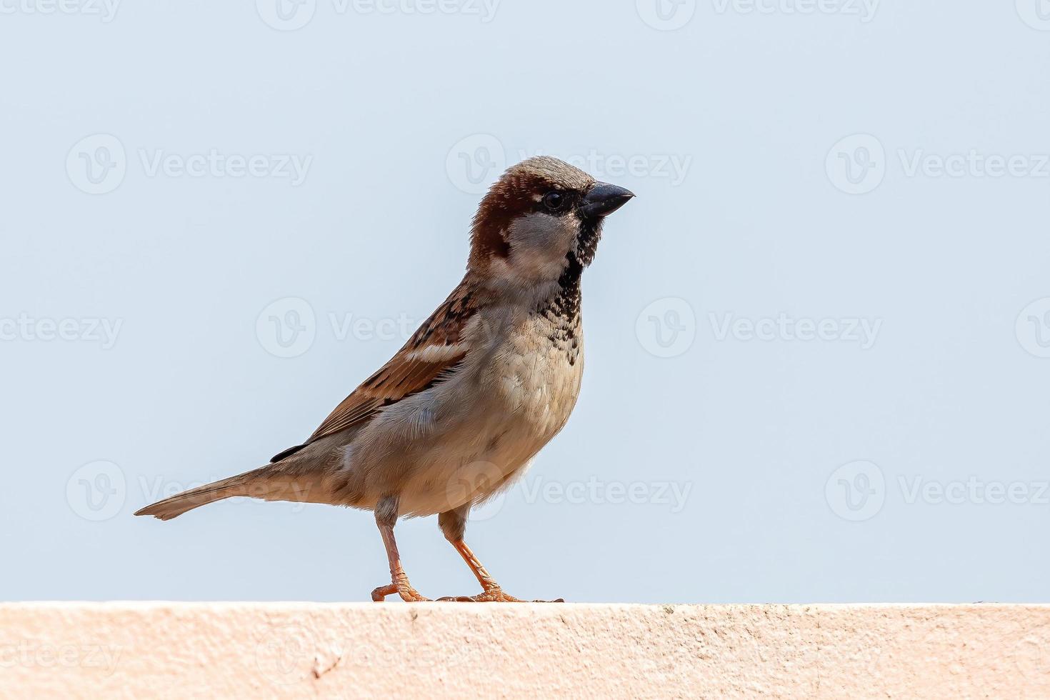 Adult House Sparrow photo