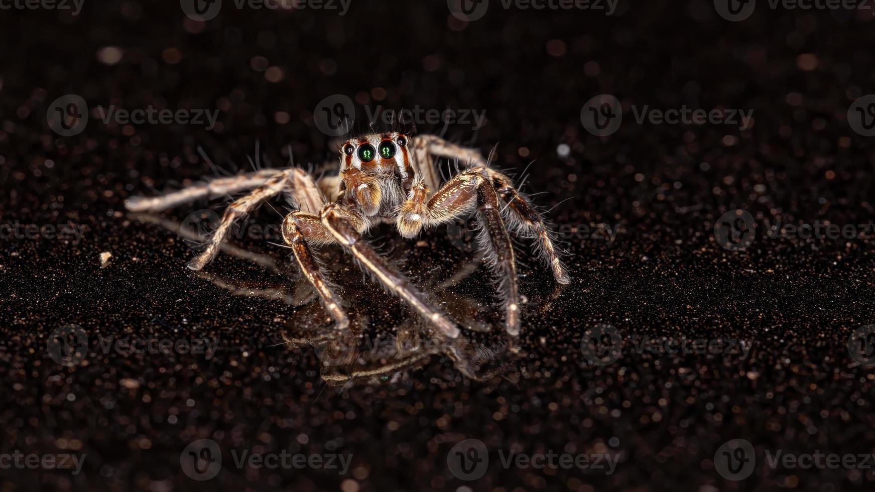 araña saltadora pantropical foto