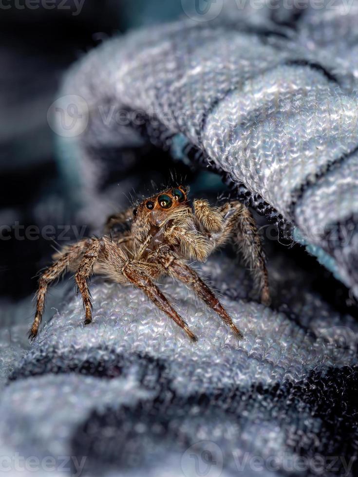 araña saltadora pantropical foto