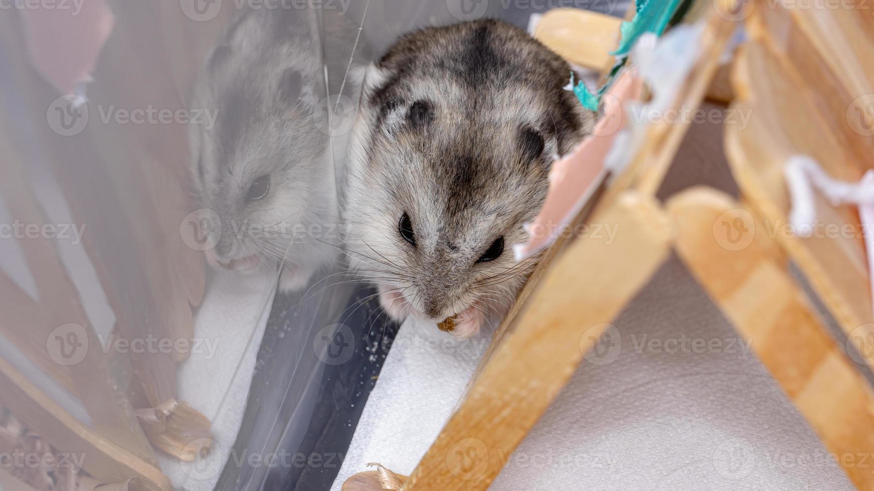 Campbell's dwarf hamster photo