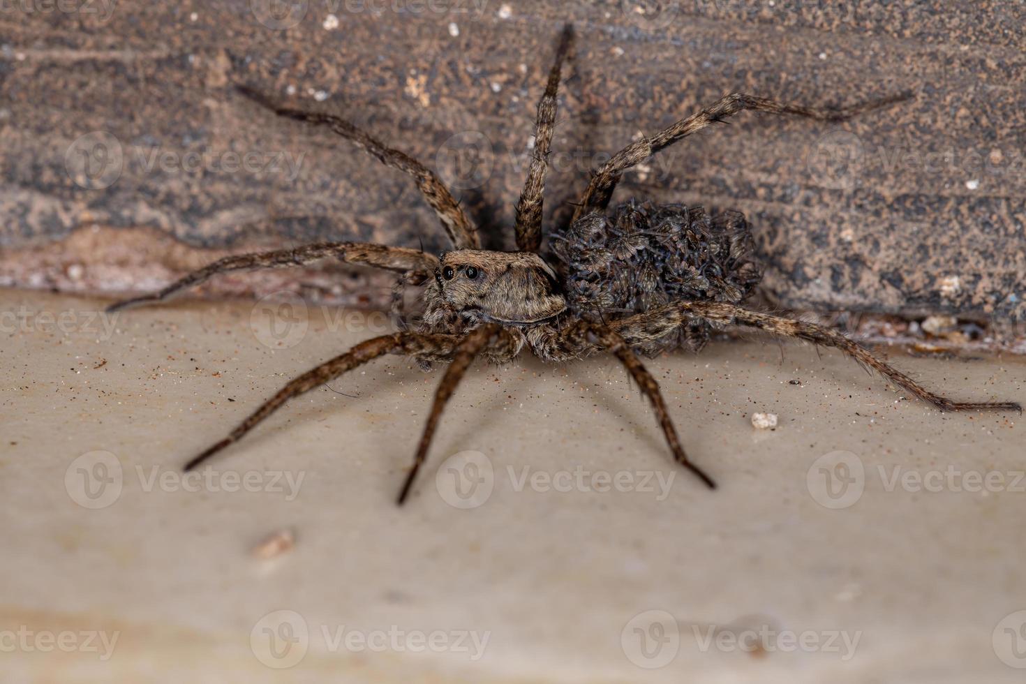 Wolf spider carrying the young photo