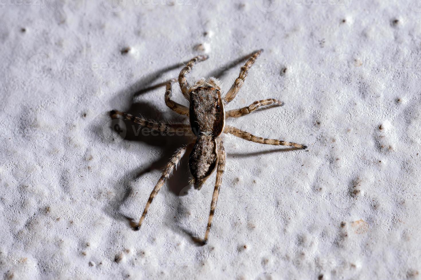 araña saltadora de pared gris foto