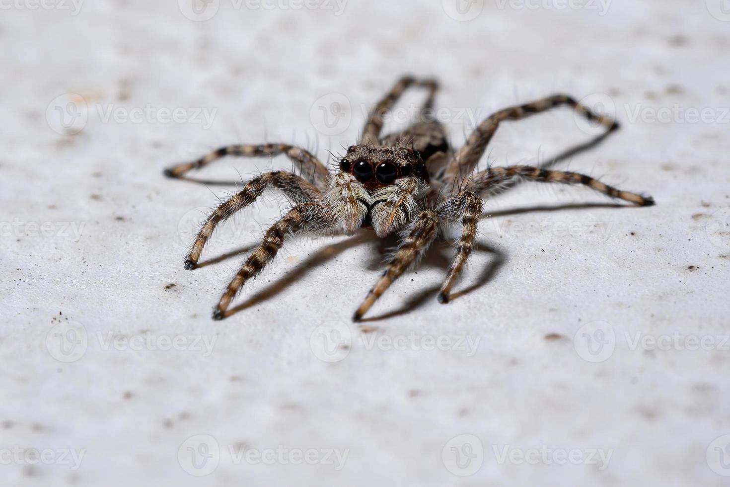 araña saltadora de pared gris foto