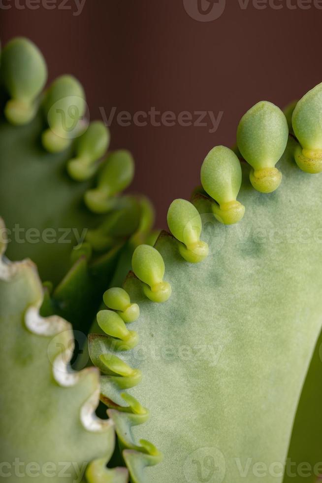 detalles de las hojas de una planta crasulaceous foto