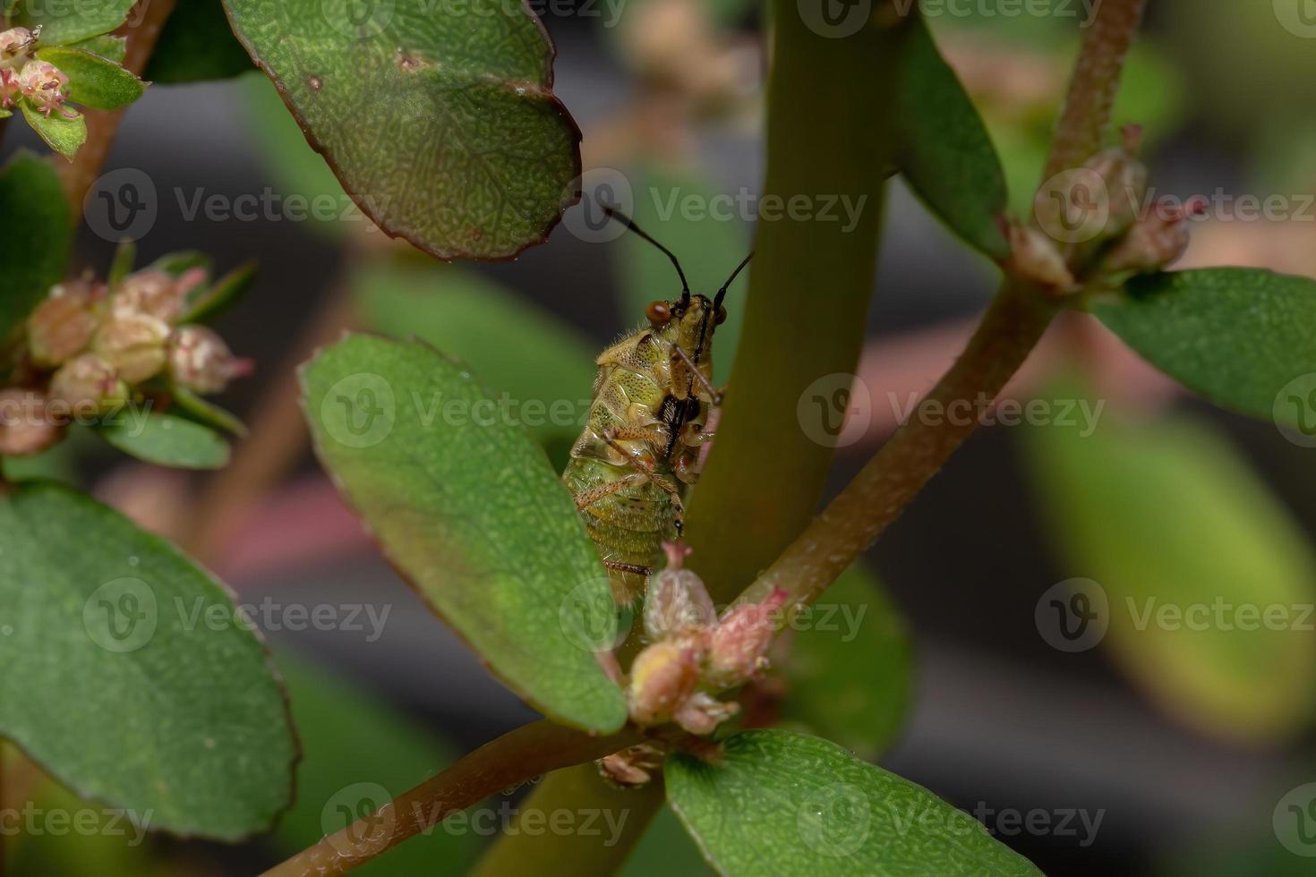 insecto adulto de la planta sin olor foto