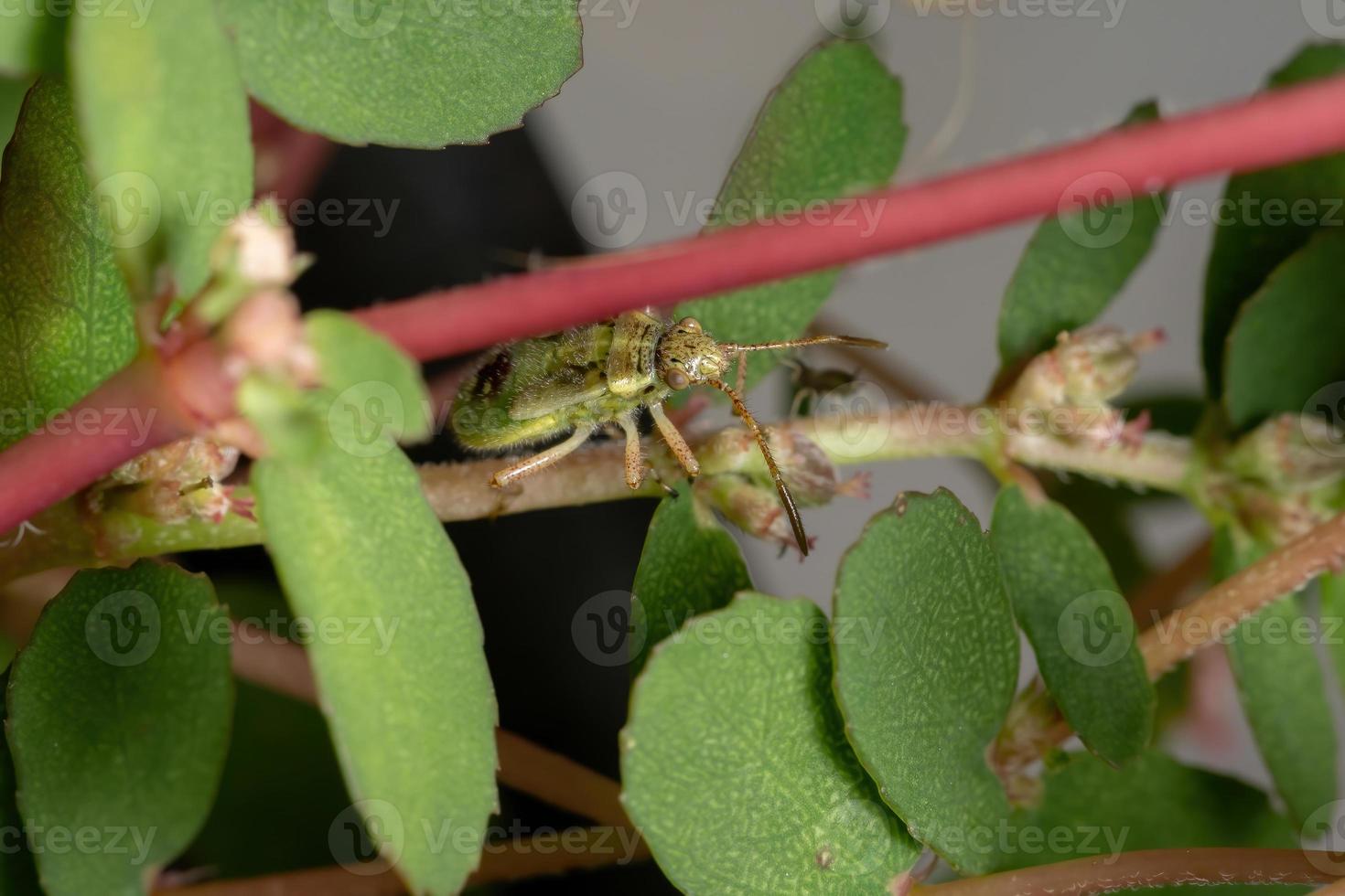 ninfa del insecto de la planta sin olor foto