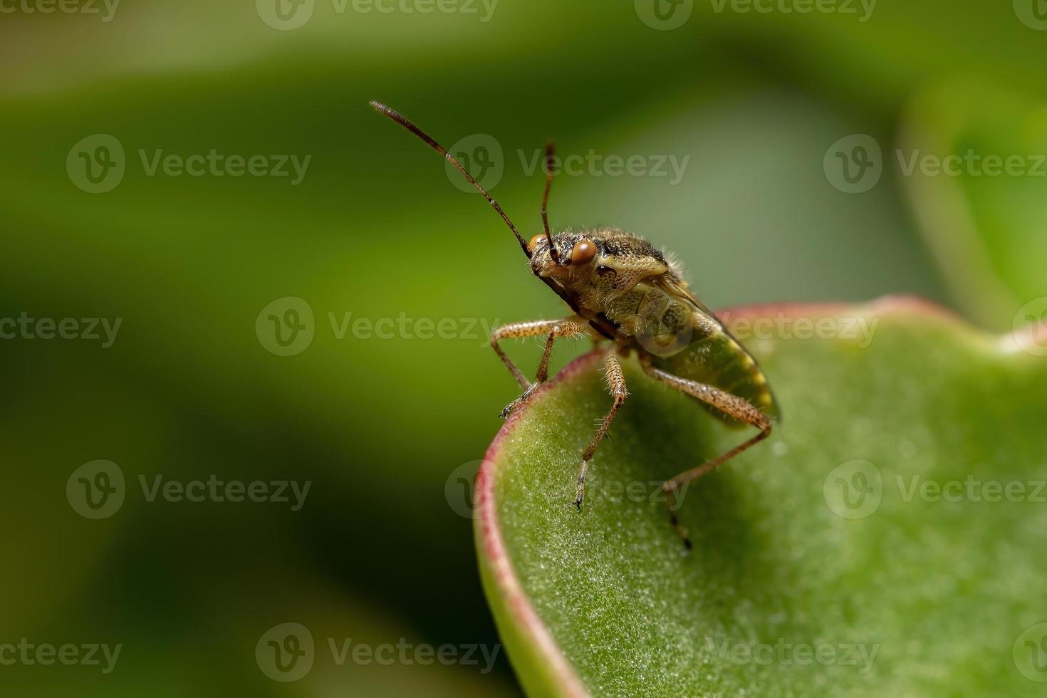 insecto adulto de la planta sin olor foto