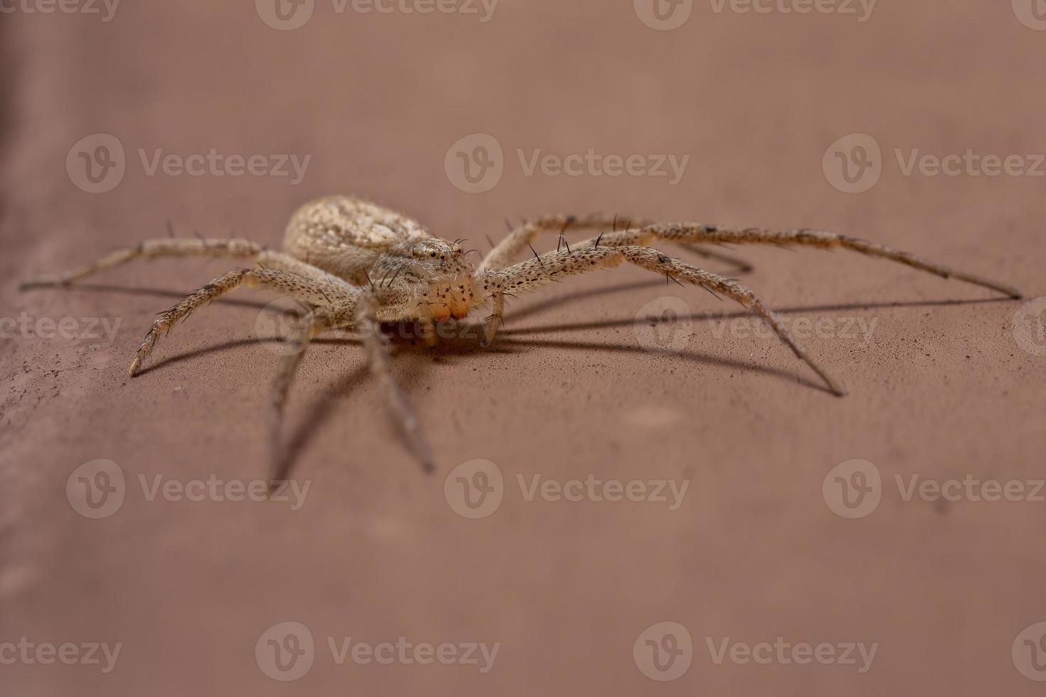 Running Crab Spider photo