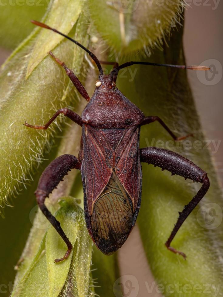 Adult Leaf-footed Bug photo