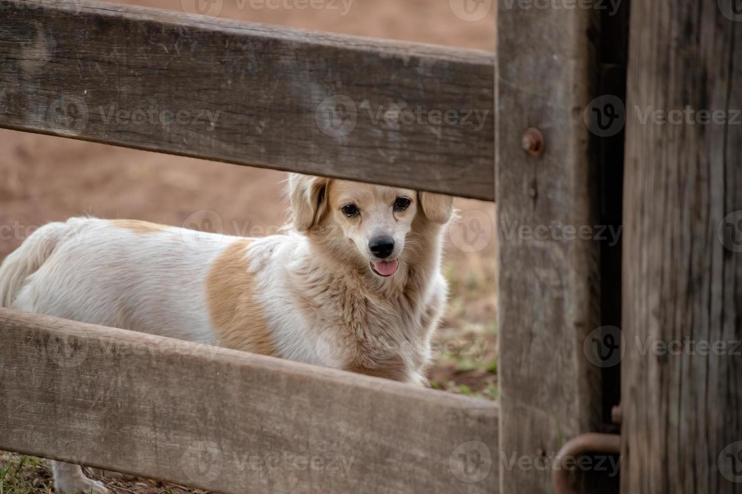 perro doméstico con enfoque selectivo foto