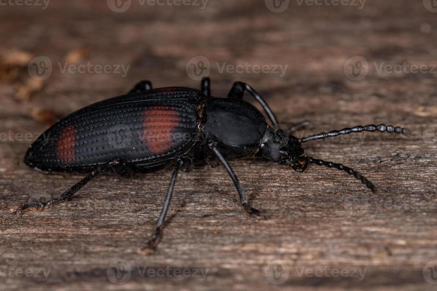 escarabajo oscuro adulto foto