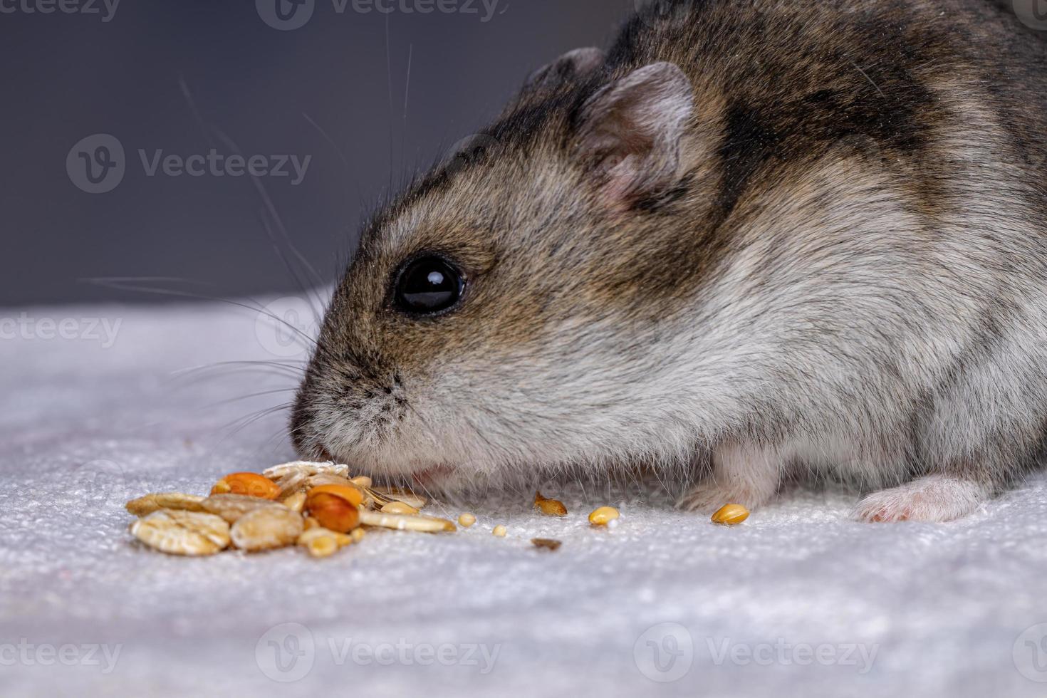 Campbell dwarf hamster photo