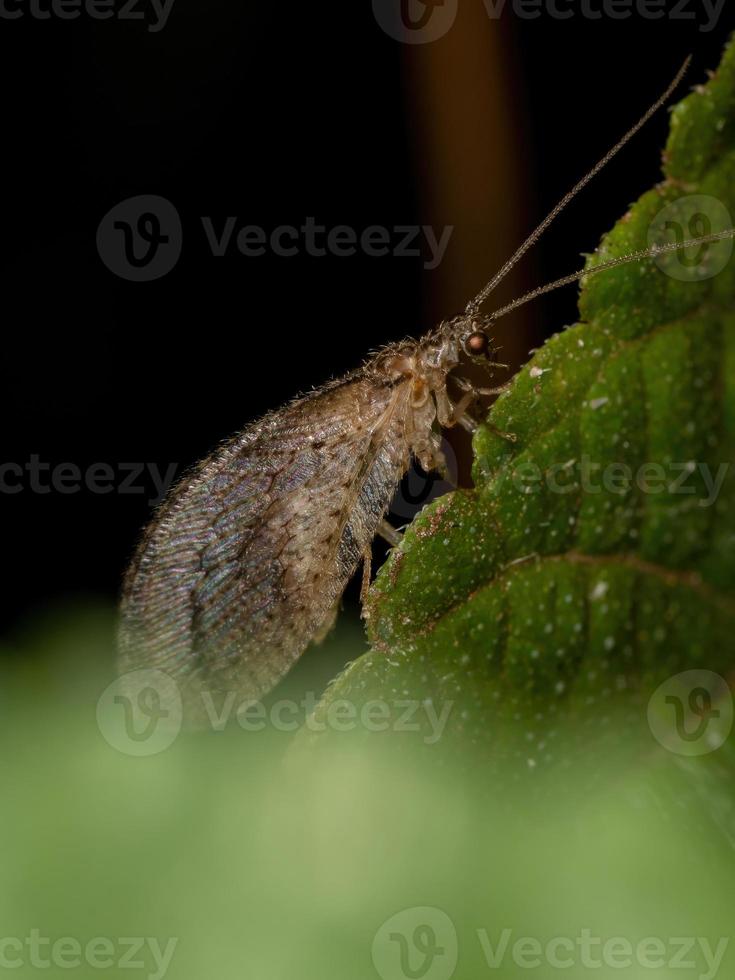 Adult Brown Lacewing photo