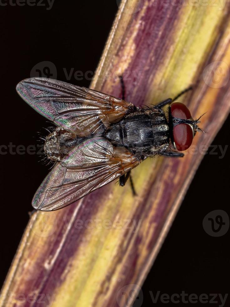 Adult House Fly photo