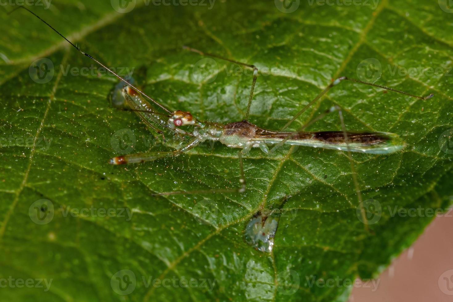 Adult Assassin Bug photo