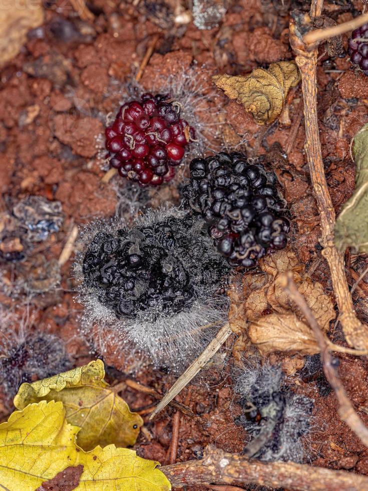 frutos de morera maduros en estado de descomposición foto