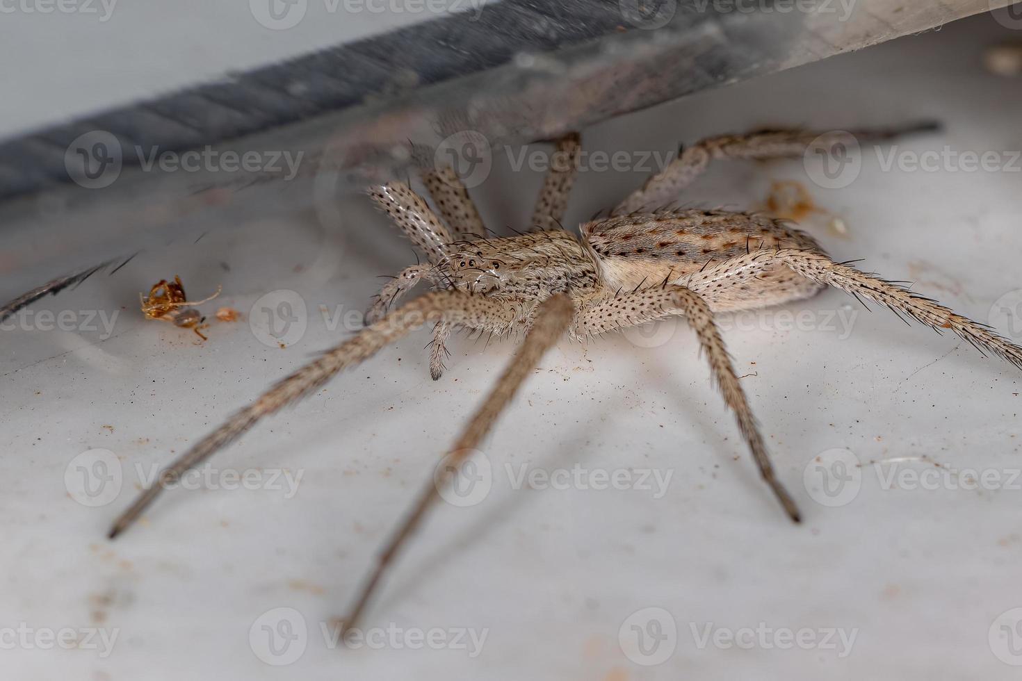 araña cangrejo corriendo foto