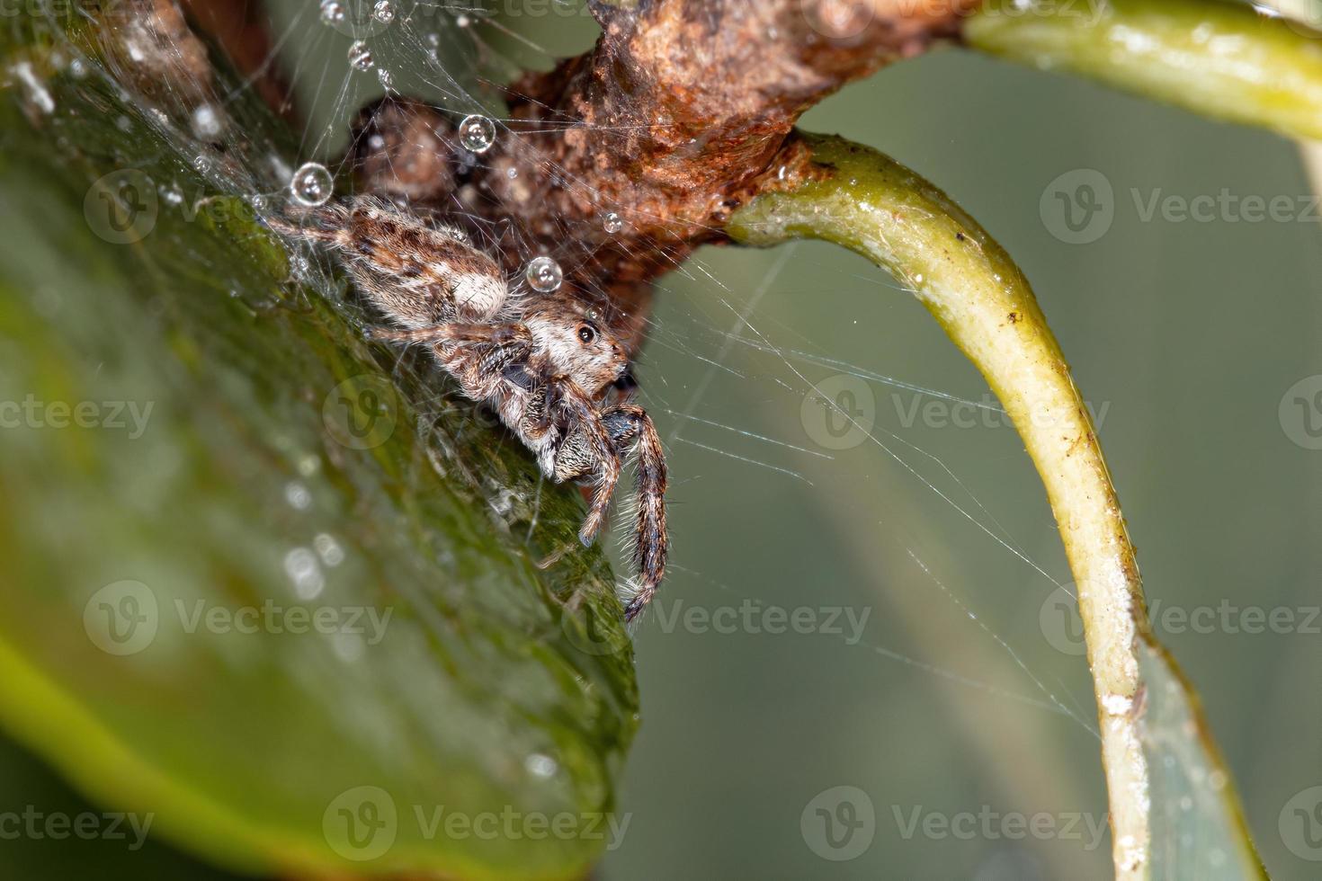 araña saltadora macho foto