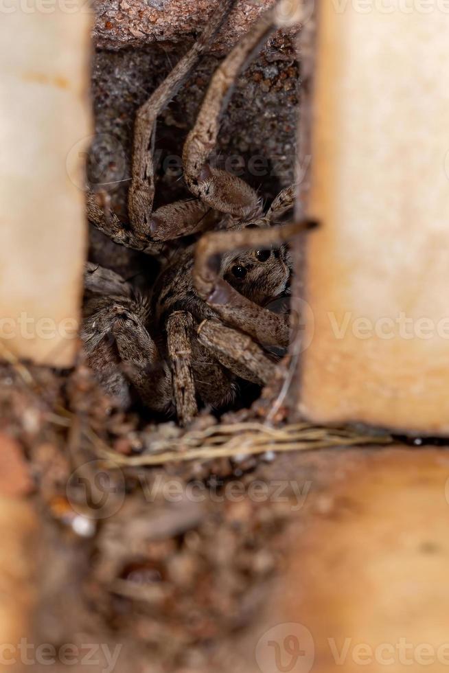 Adult Wolf Spider photo