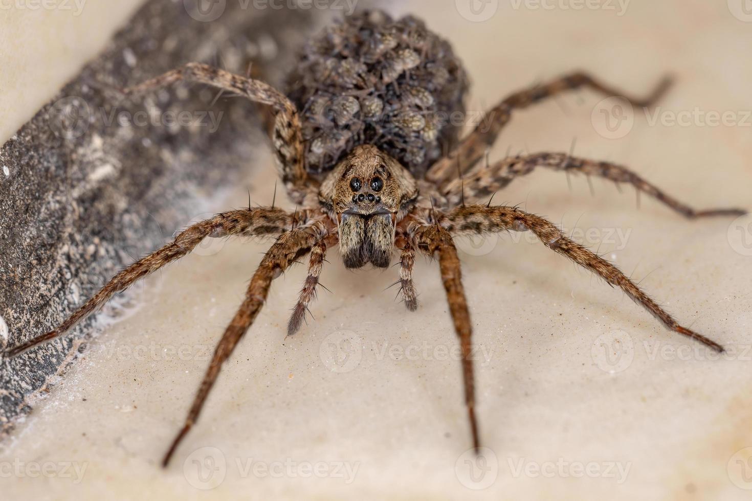 Araña lobo llevando a los jóvenes en el abdomen. foto