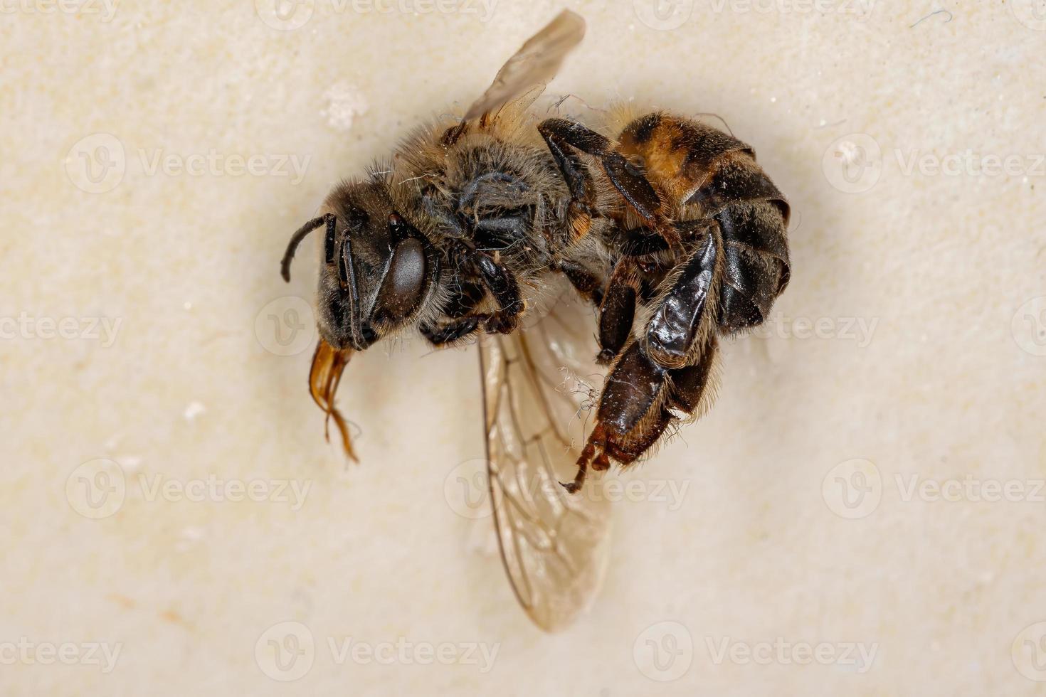 Western Honey Bee photo