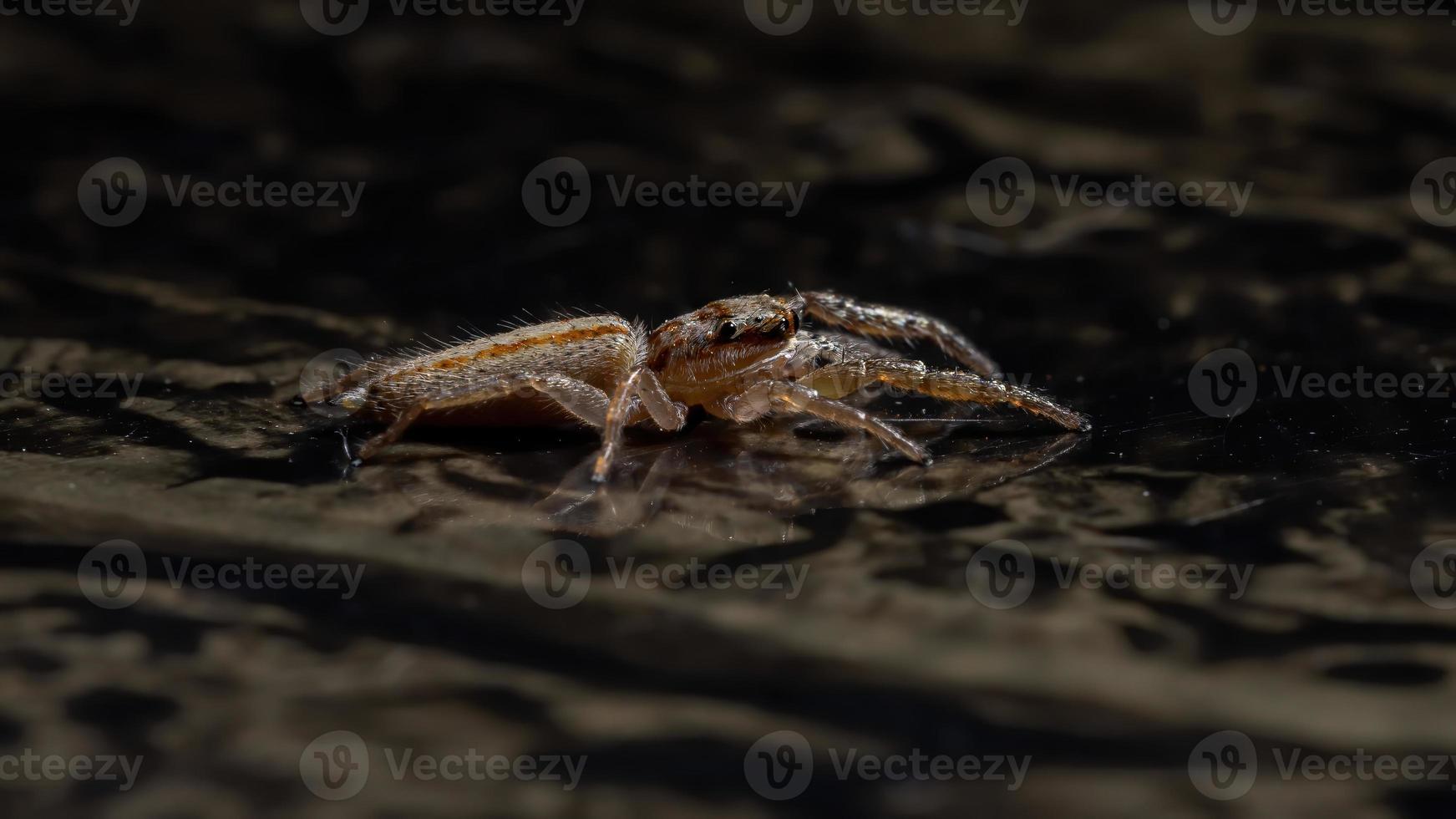 araña saltadora brasileña foto