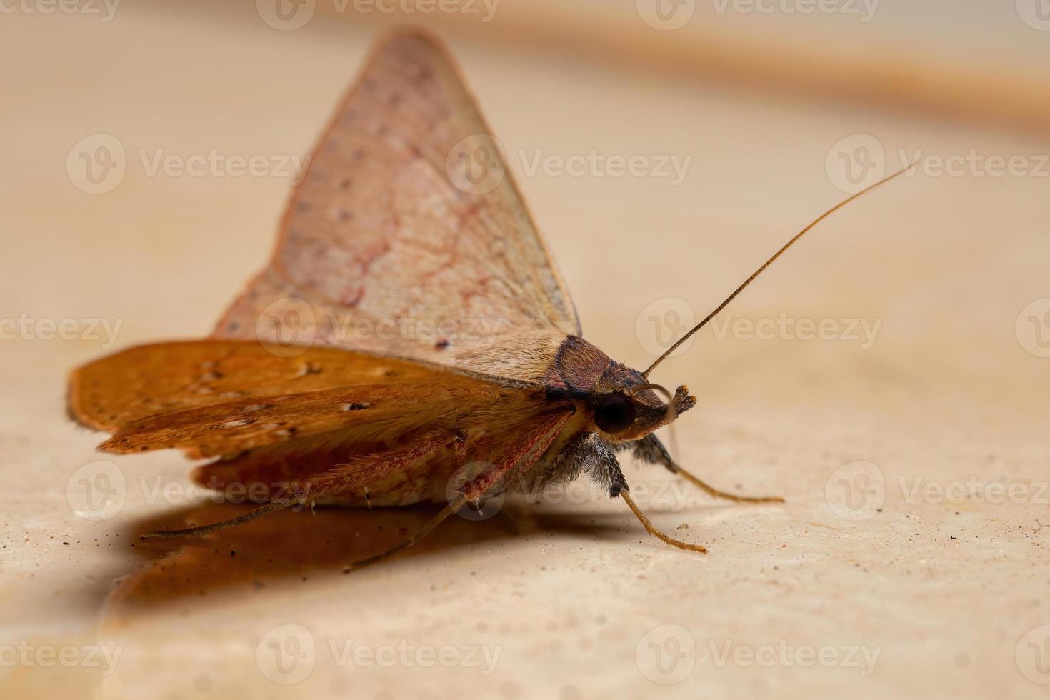 Brazilian Underwing Moth photo
