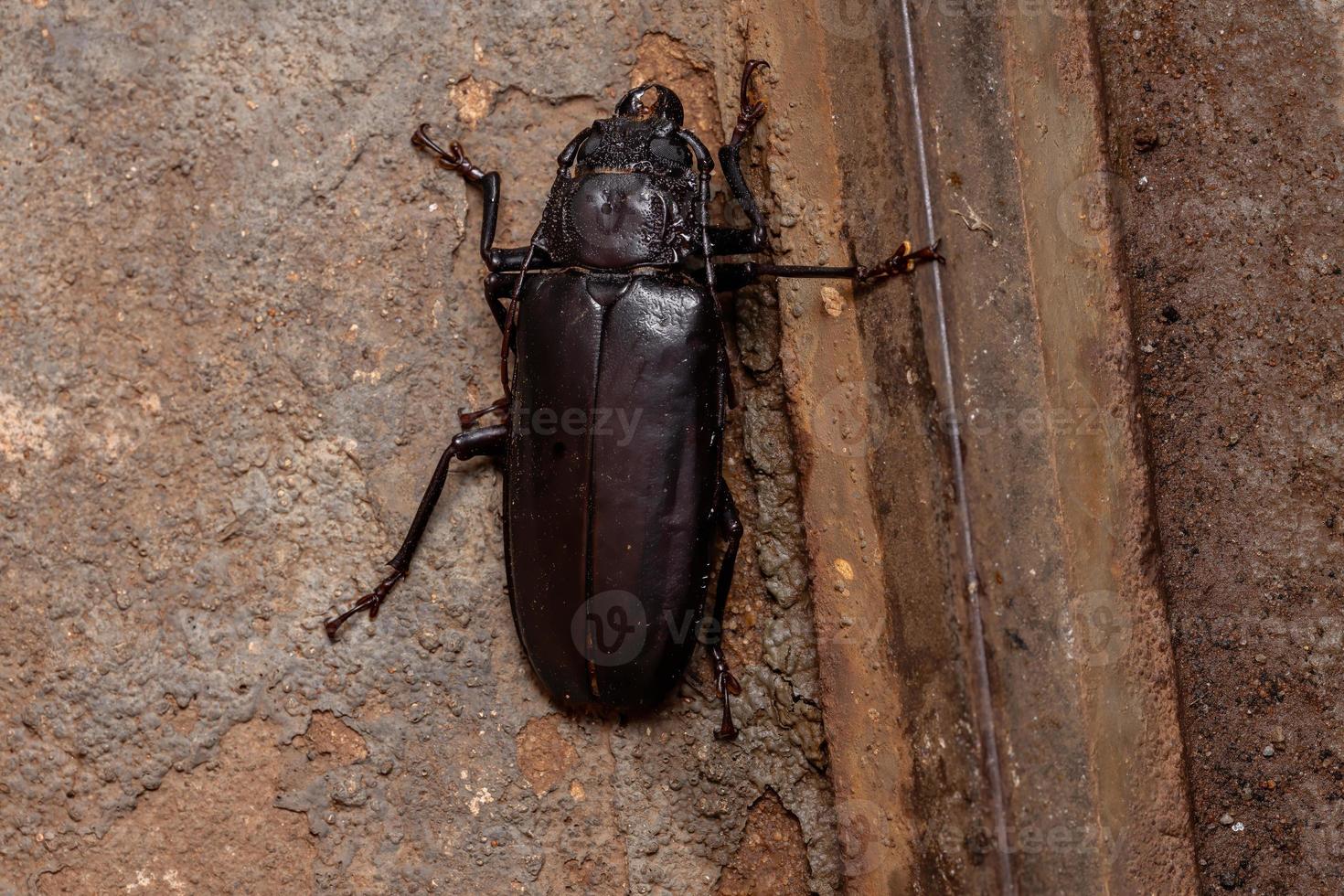 Brazilian Prionid Beetle photo