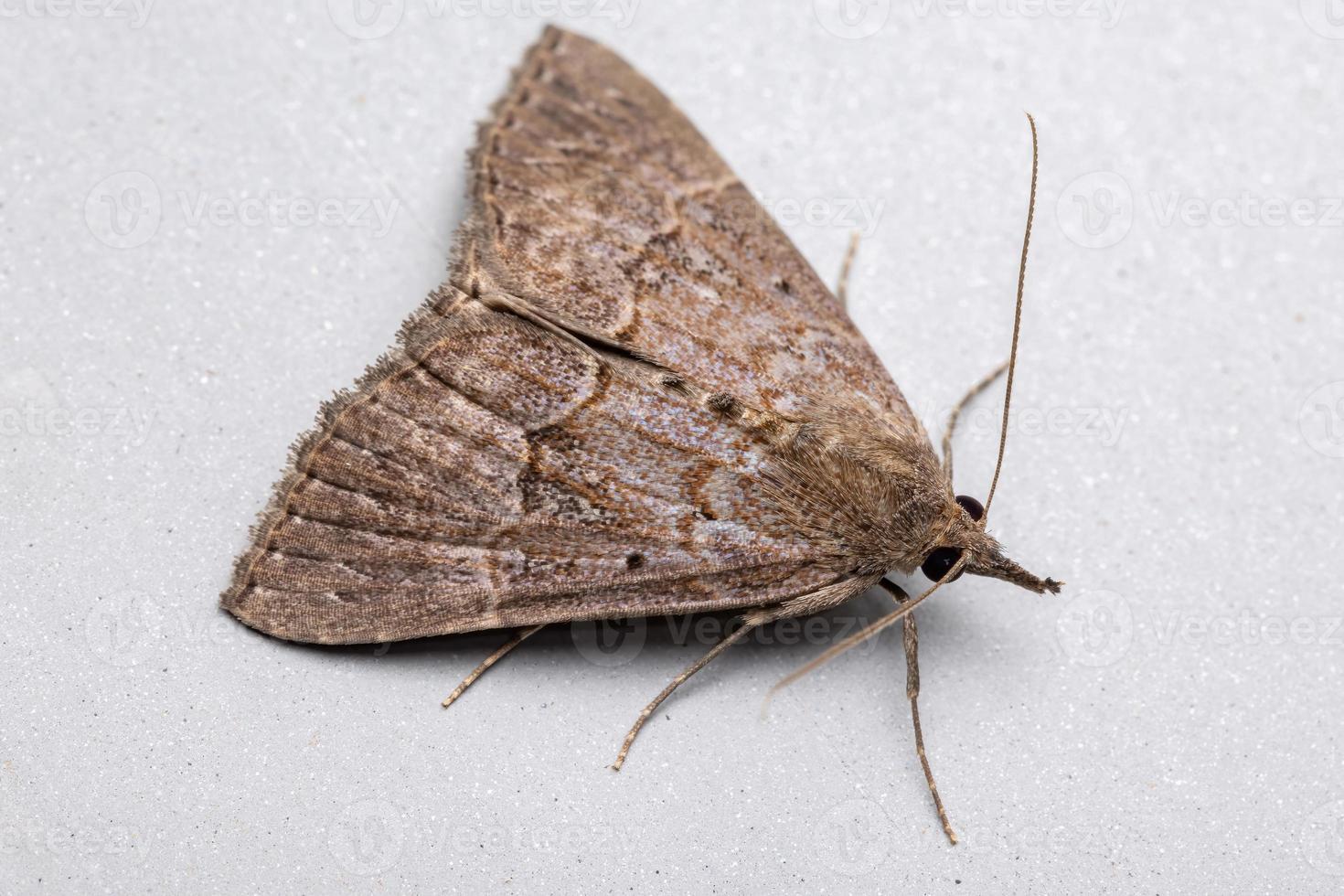 Adult Litter Moth photo