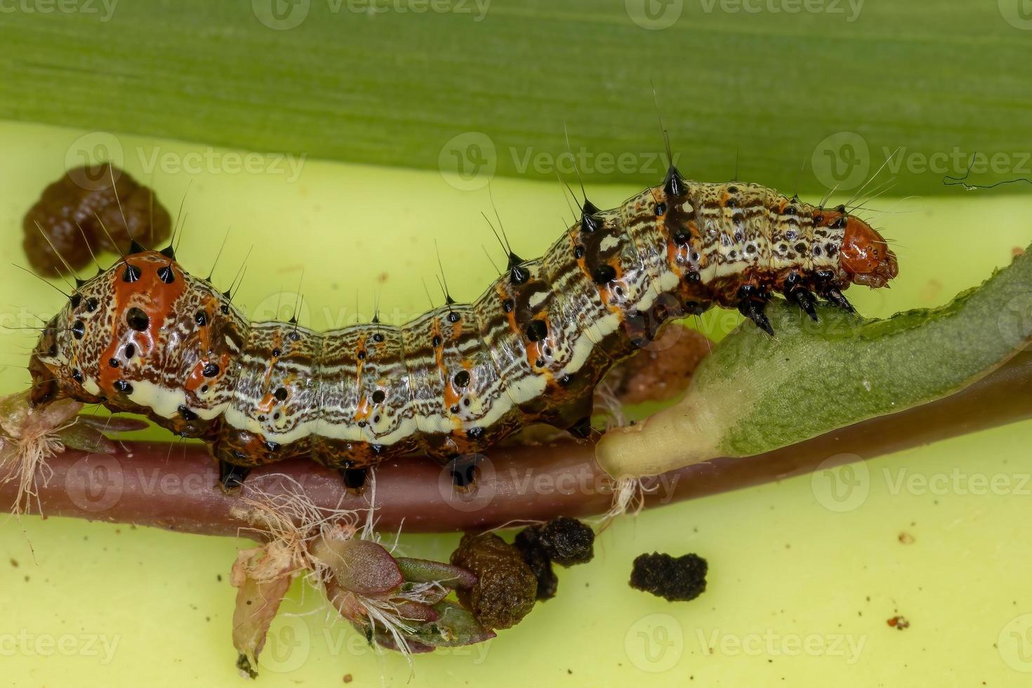 oruga comiendo una planta de verdolaga común foto