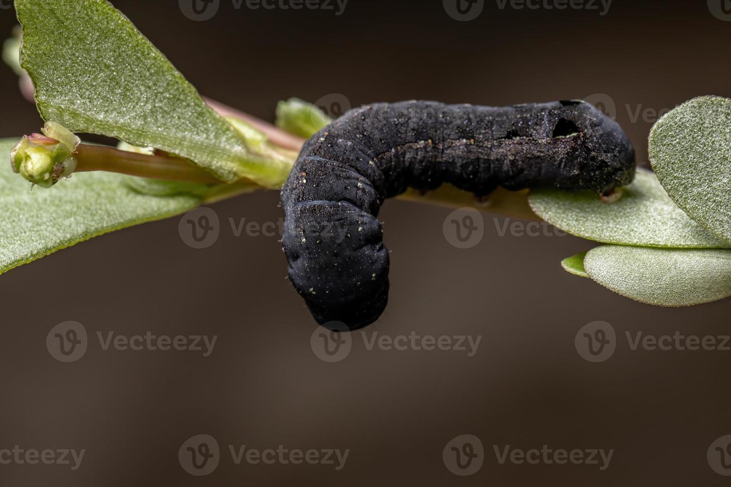 oruga comiendo una planta de verdolaga común foto