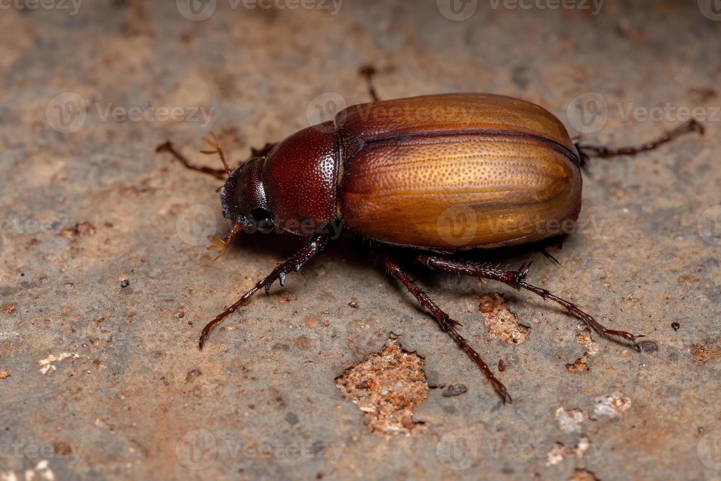 Adult June Beetle photo