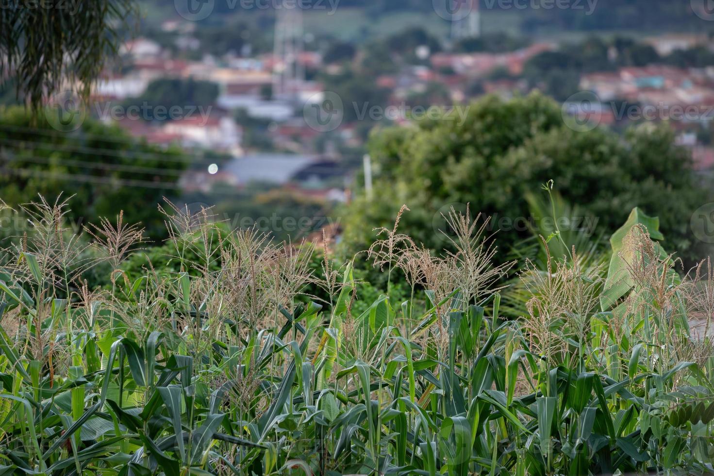 cultivo de maíz doméstico foto