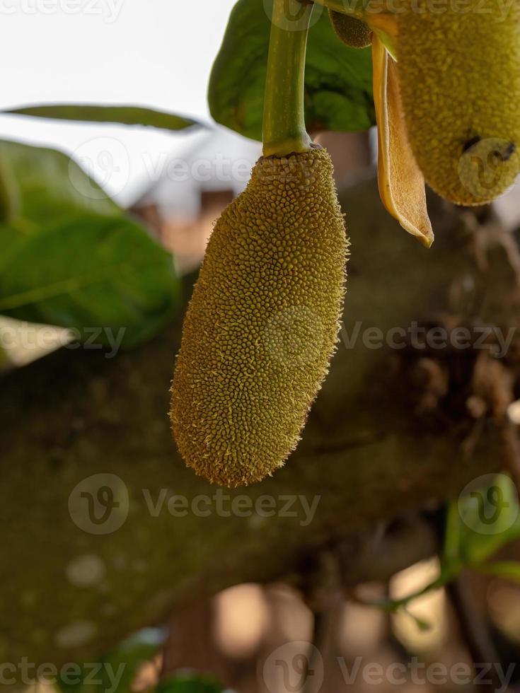 cultivated Jackfruit Tree photo