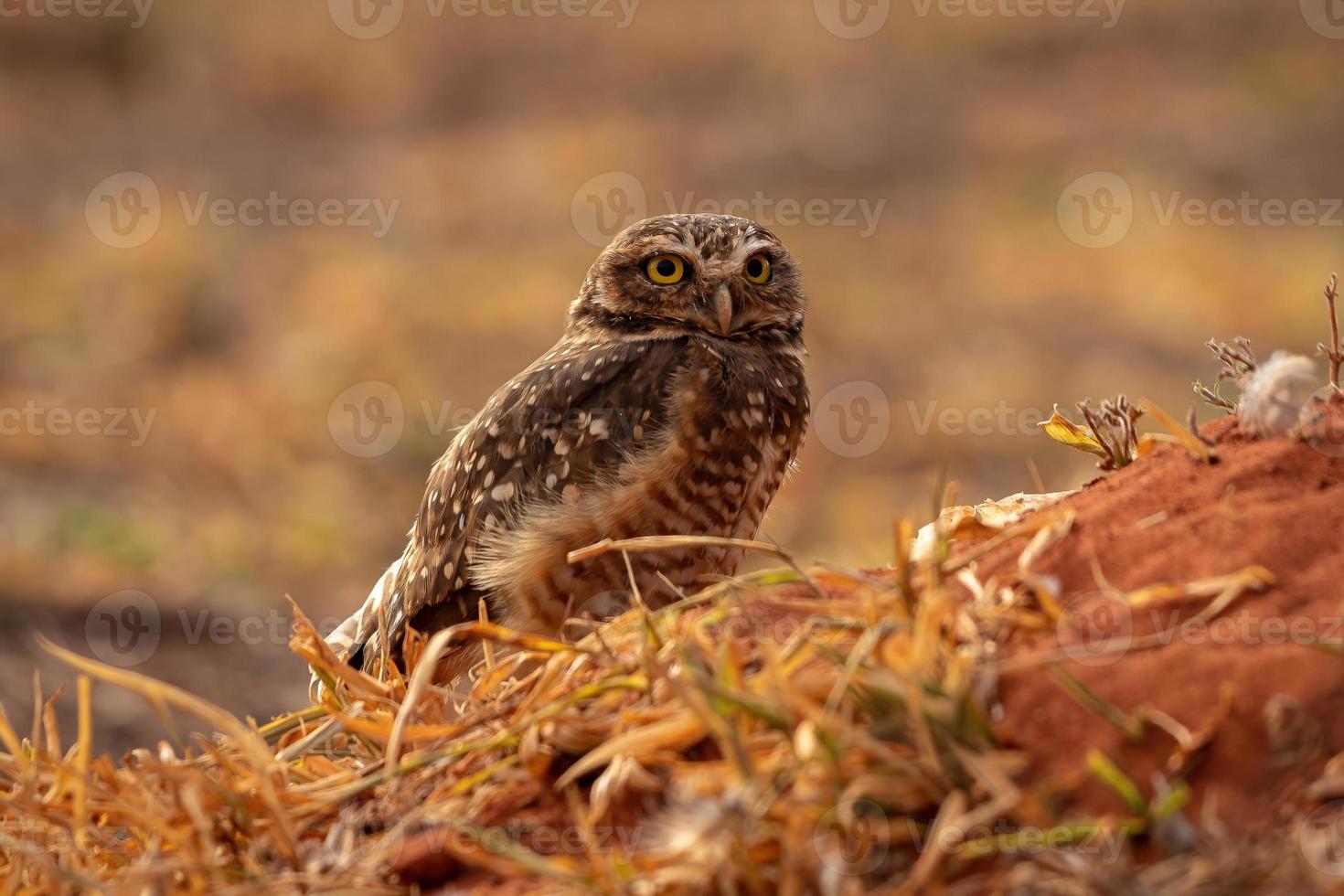 Adult Burrowing Owl photo