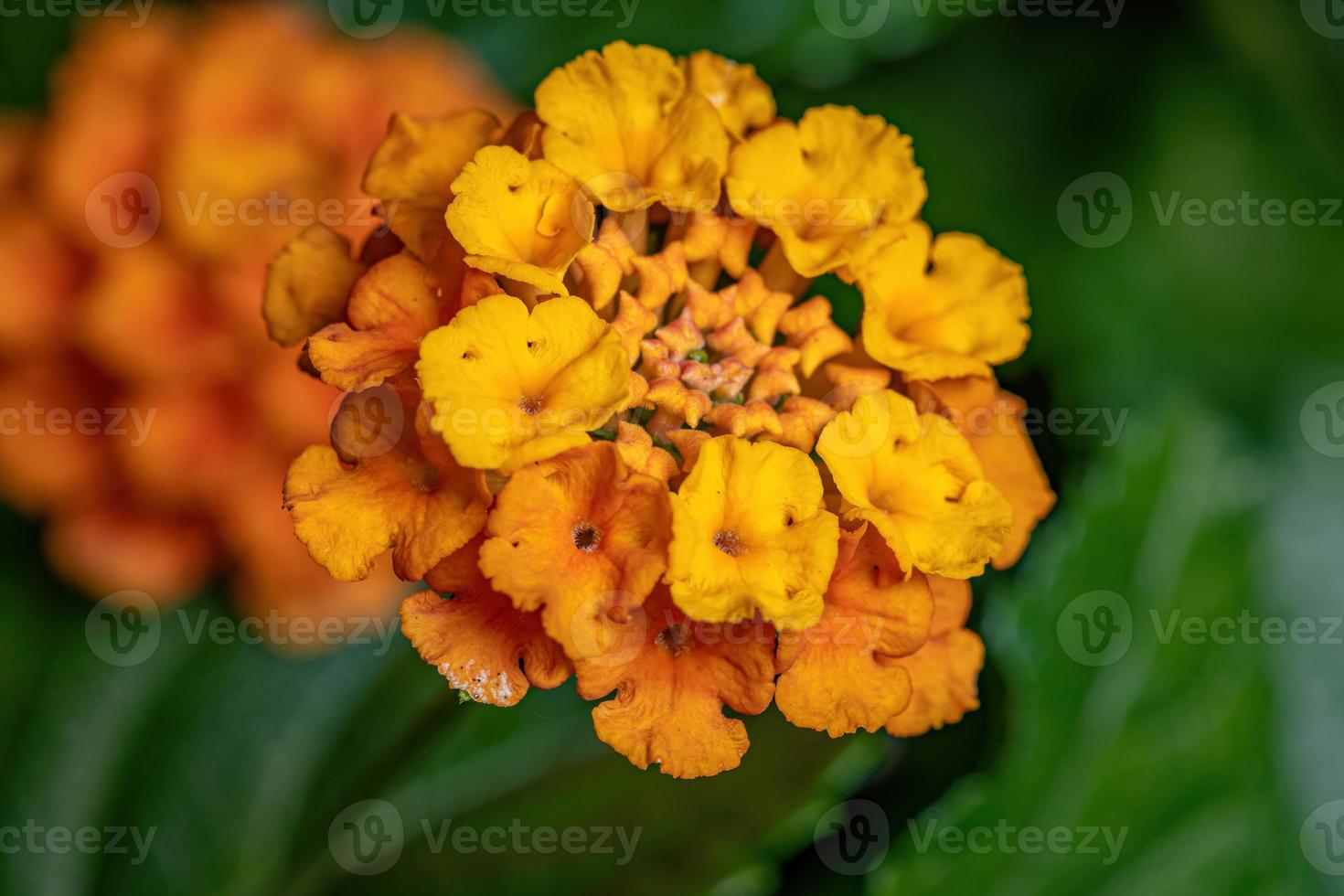flor de lantana común foto