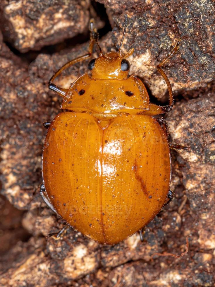 Pleasing Fungus Beetle photo